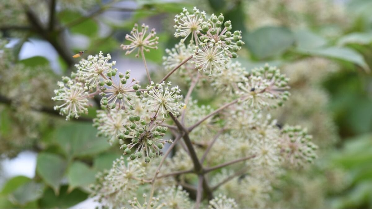 14 Shrubs That Will Make Your Garden a Robin Haven 15 14 Shrubs That Will Make Your Garden a Robin Haven - Spikenard dp446733120