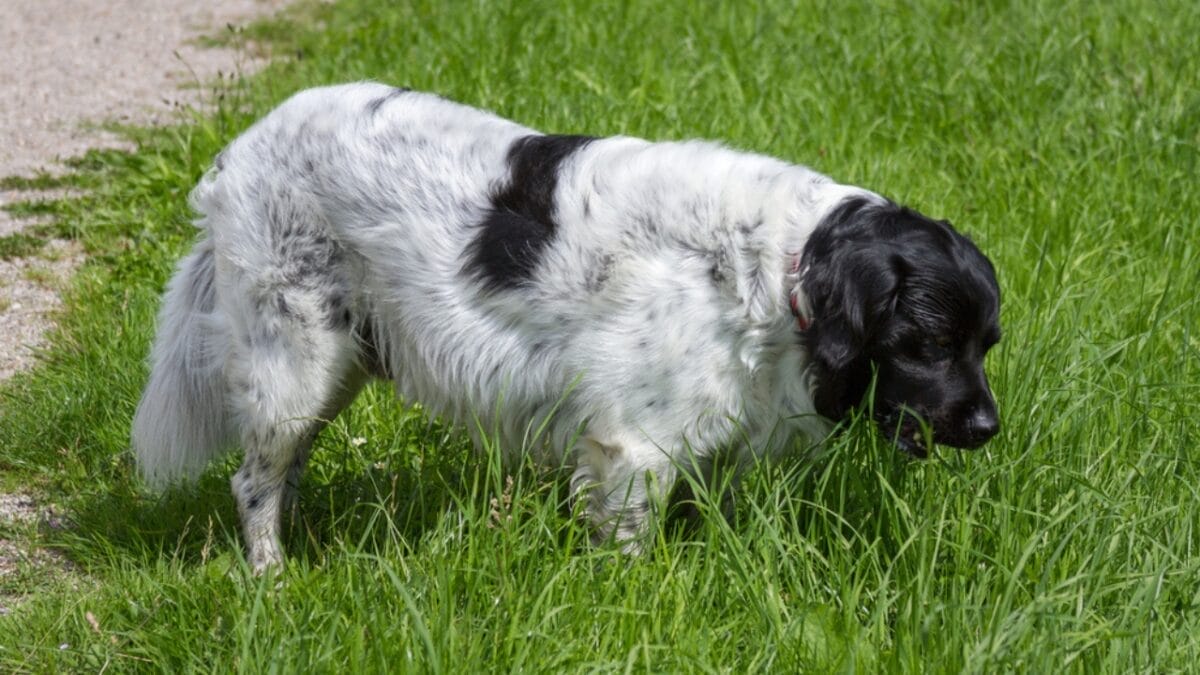 25 Dog Breeds for Those Who Love the Weird & Wonderful - Stabyhoun ss1775437568