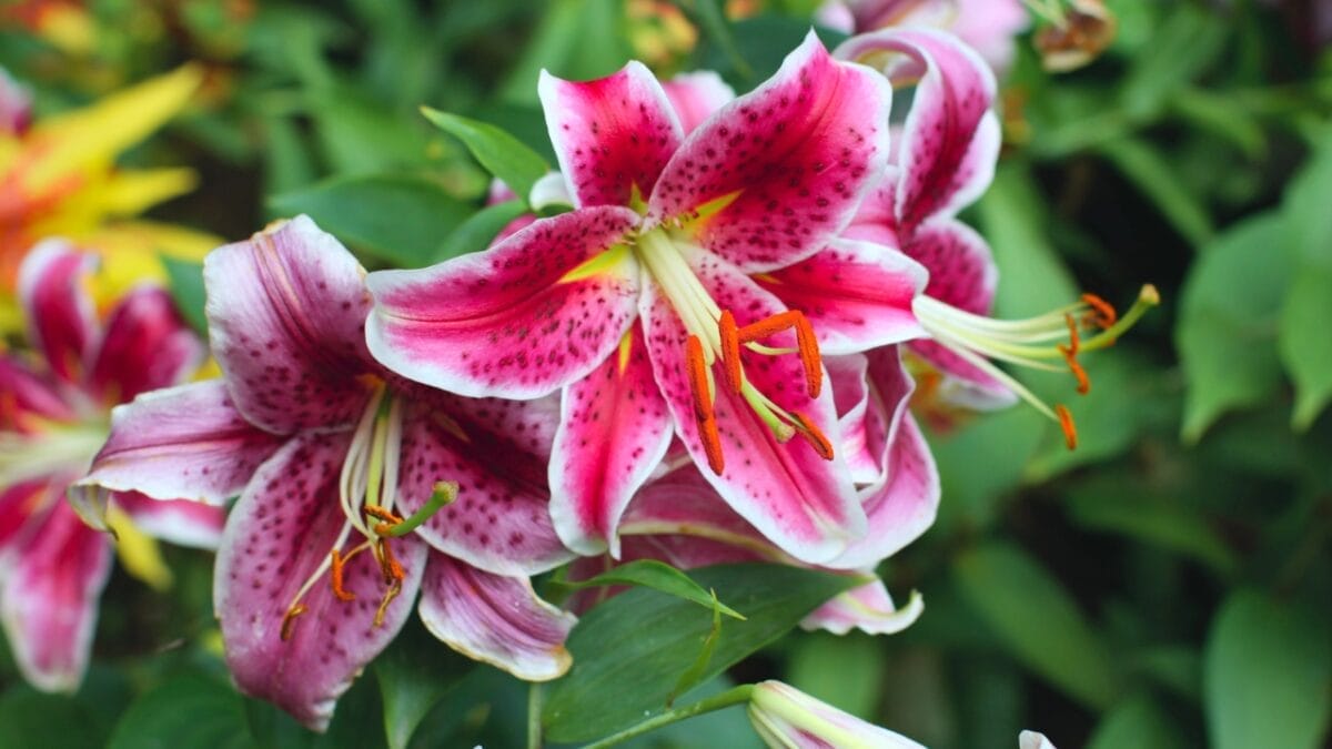 15 Gorgeous Pink Flowers That Add Color & Life to Any Garden 15 15 Gorgeous Pink Flowers That Add Color & Life to Any Garden - Stargazer Lily dp6313500