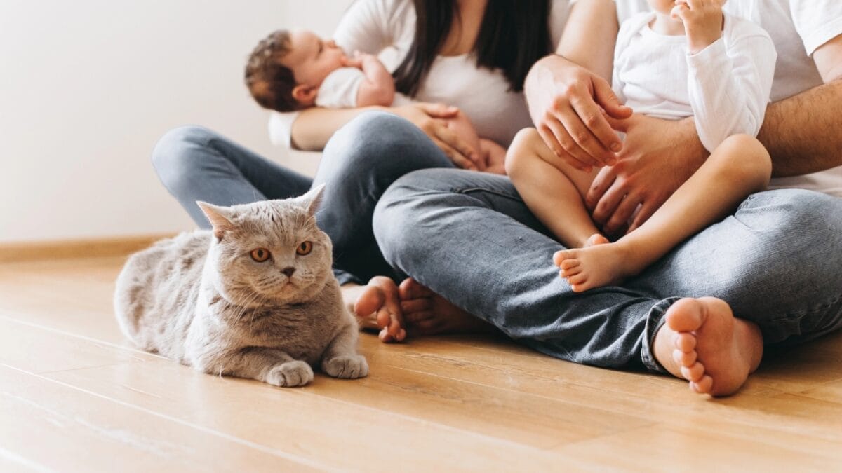 Cat’s Intuition: Offering Comfort & Companionship in Times of Loss 9 Cat’s Intuition: Offering Comfort & Companionship in Times of Loss - Strengthen the bond dp196882104