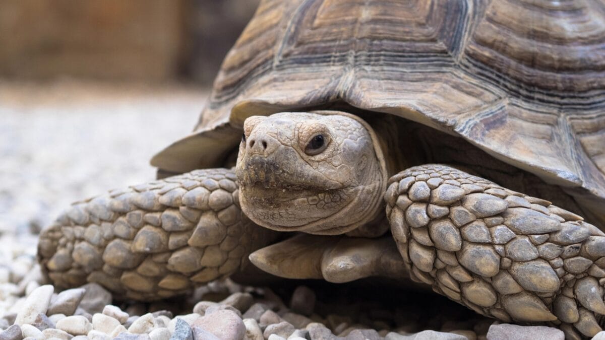 The 10 Longest-Living Animals That Make Great Pets - Sulcata Tortoise dp72953921
