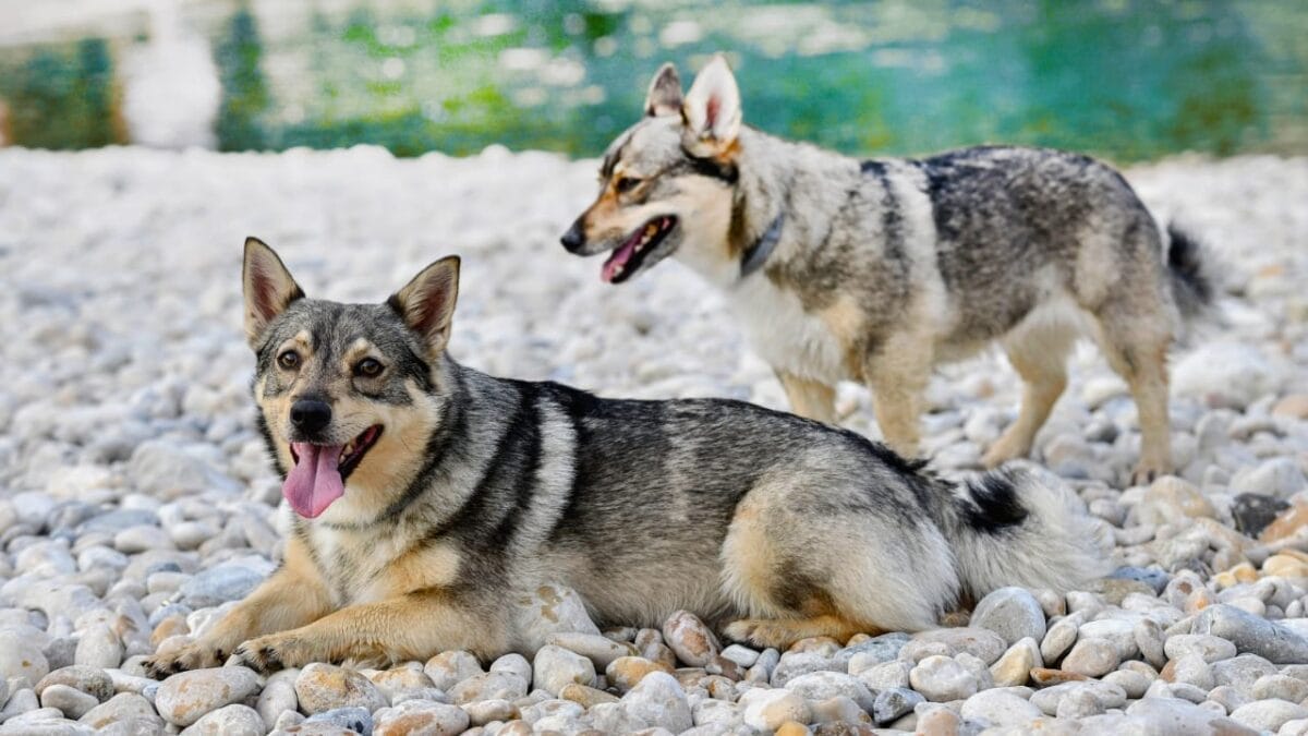13 Wolf Dog Breeds Known for Their Wild Beauty 5 13 Wolf Dog Breeds Known for Their Wild Beauty - Swedish Vallhund dog ss2323676123