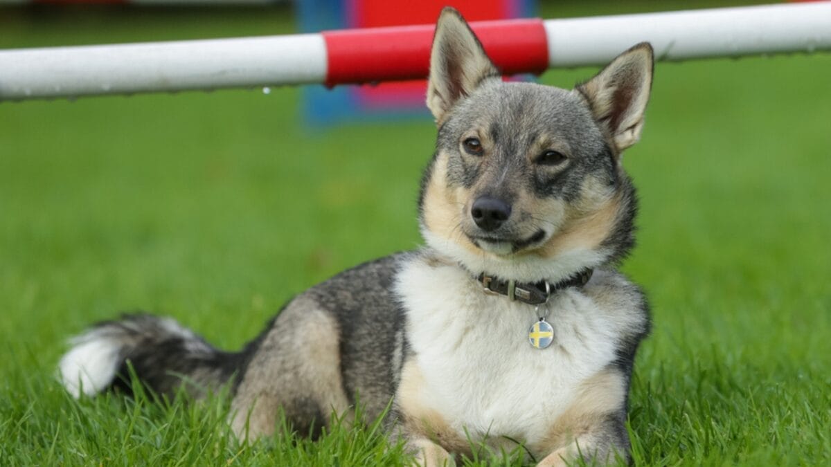 Meet the New Dog Breeds the AKC Has Recognized Since 2000 13 Meet the New Dog Breeds the AKC Has Recognized Since 2000 - Swedish Vallhund ss1214806063