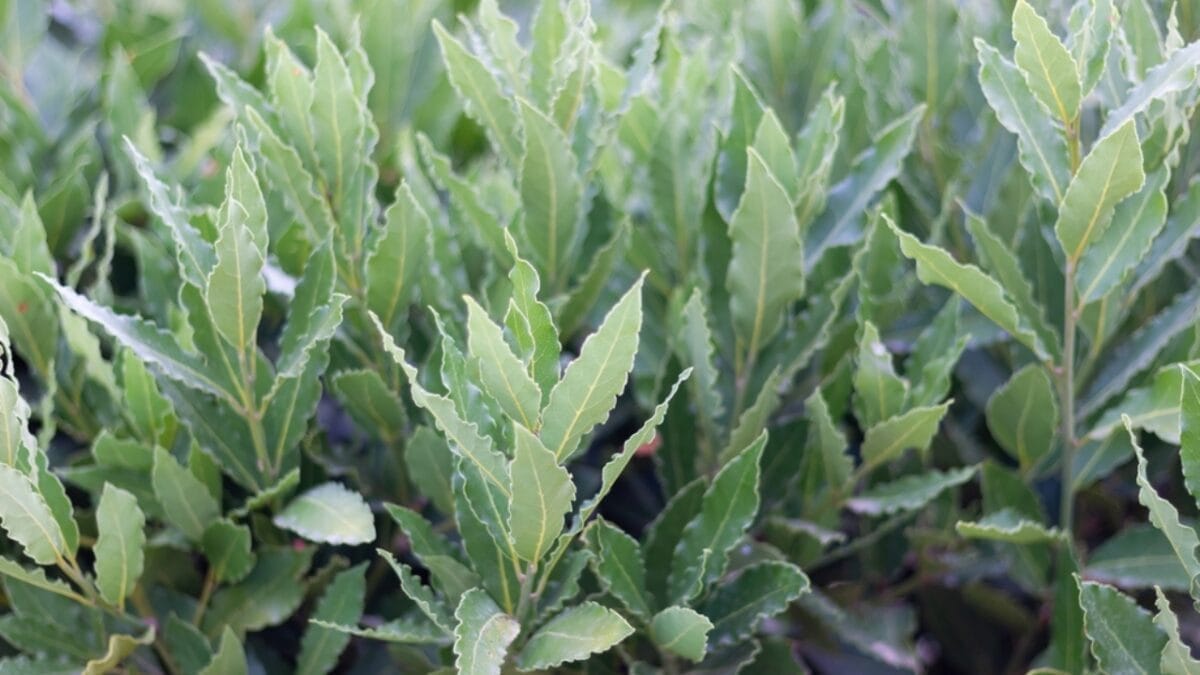 13 Best-Smelling Houseplants to Transform Your Home into a Fragrant Oasis 14 13 Best-Smelling Houseplants to Transform Your Home into a Fragrant Oasis - Sweet bay ss2427055631