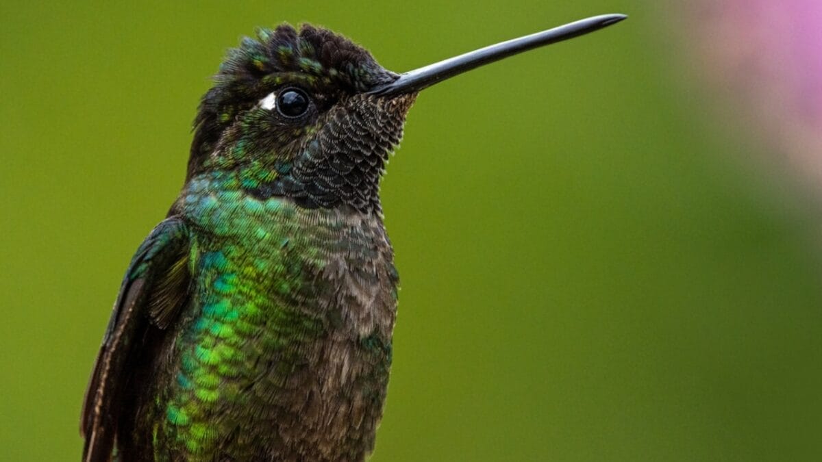 17 Strange & Beautiful Hummingbird Species 6 17 Strange & Beautiful Hummingbird Species - Sword billed Hummingbird ss2041981196
