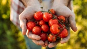 16 Plants You Should Never to Grow Next to Tomatoes 1 16 Plants You Should Never to Grow Next to Tomatoes - TOMATOES dp162343634