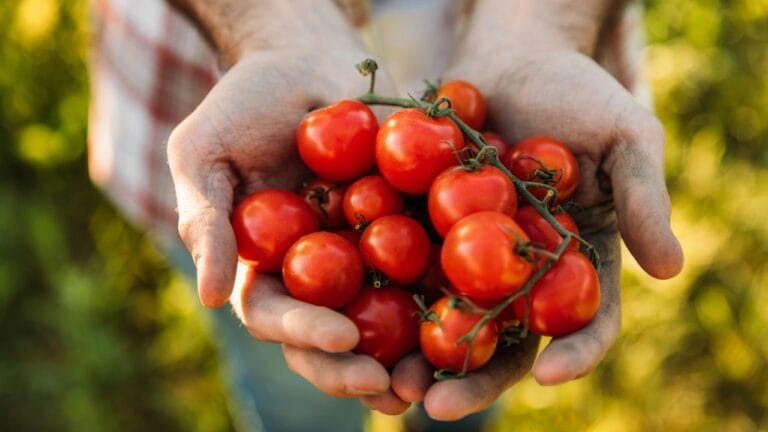 16 Plants You Should Never to Grow Next to Tomatoes 5 16 Plants You Should Never to Grow Next to Tomatoes - TOMATOES dp162343634