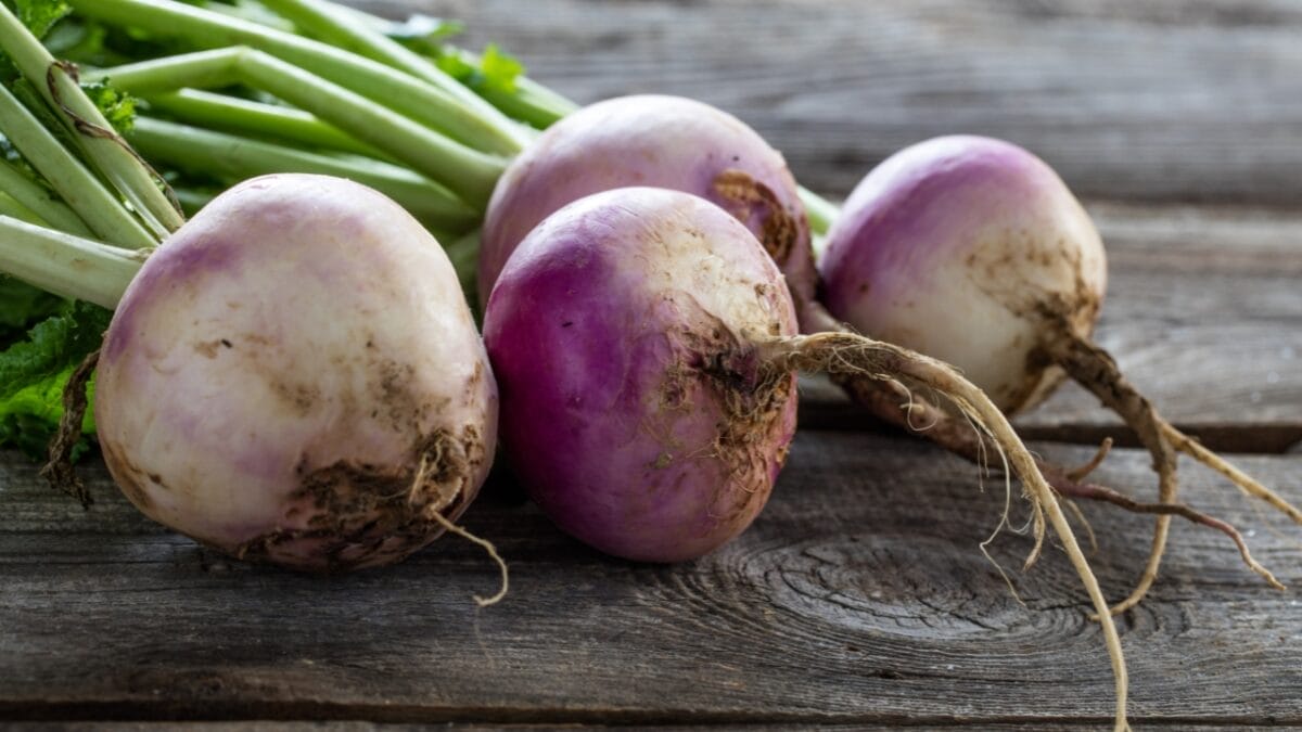 16 Plants You Should Never to Grow Next to Tomatoes 10 16 Plants You Should Never to Grow Next to Tomatoes - TURNIPS dp132644562