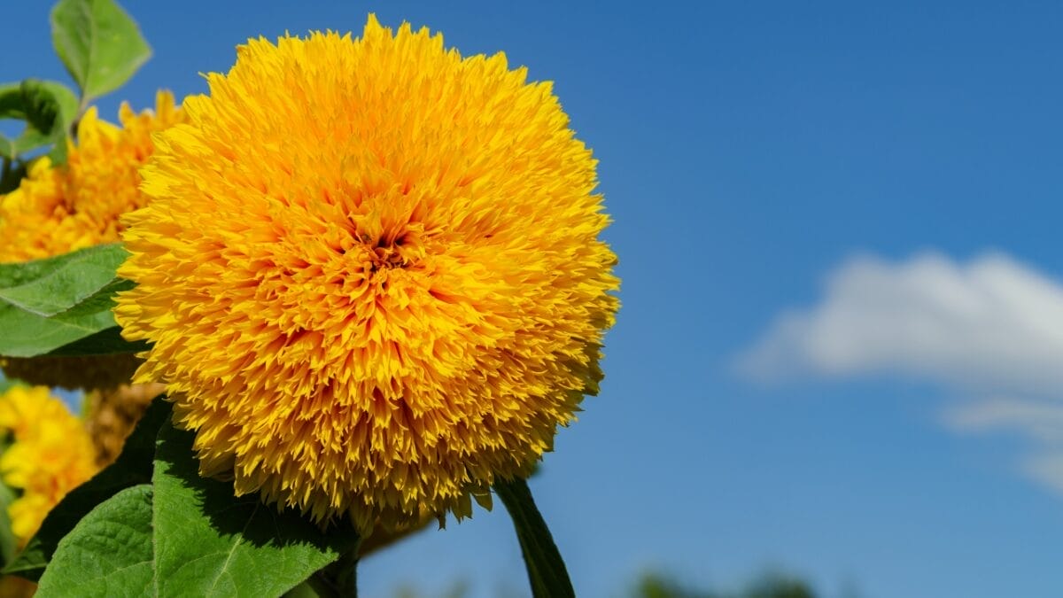 40 of the Most Gorgeous Flowers in the World 19 40 of the Most Gorgeous Flowers in the World - Teddy Bear Sunflower dp366232544