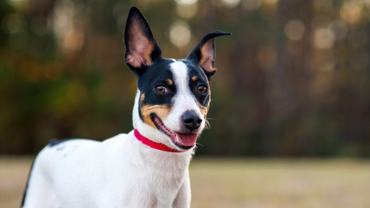 Australia's $20B Dog Obsession: Celebrating 10 Australian Dog Breeds 6 Australia's $20B Dog Obsession: Celebrating 10 Australian Dog Breeds - Tenterfield Terrier ss2114817422