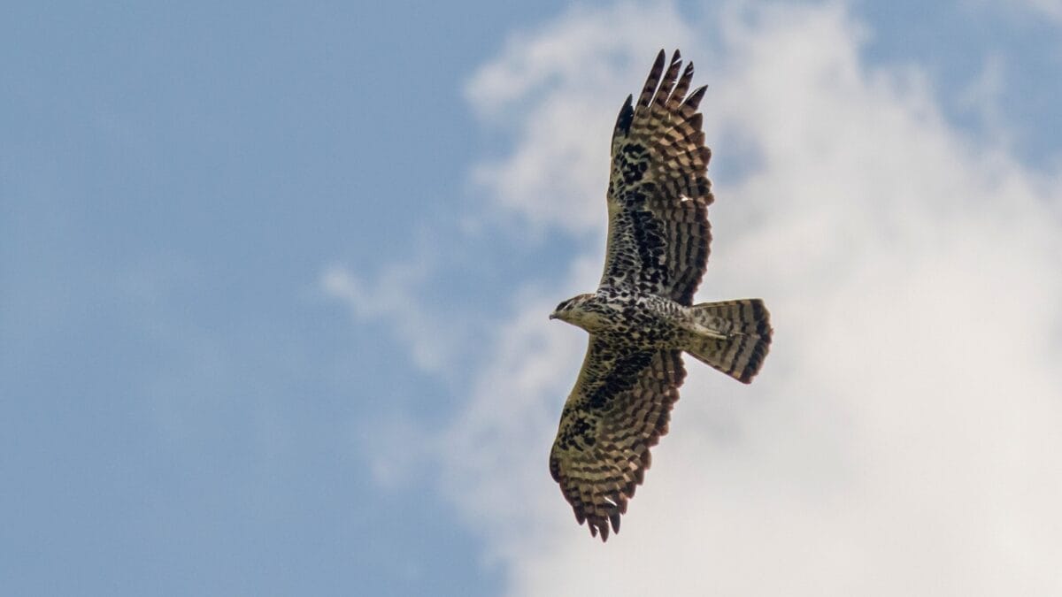 14 of the Toughest Animals on Earth: The Ultimate Survivors 10 14 of the Toughest Animals on Earth: The Ultimate Survivors - The Ayres Hawk Eagle ss2002439918
