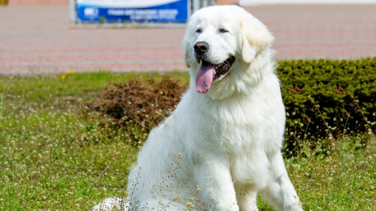 18 Fiercely Loyal Dog Breeds That are Natural Protectors - The Kuvasz ss467780918