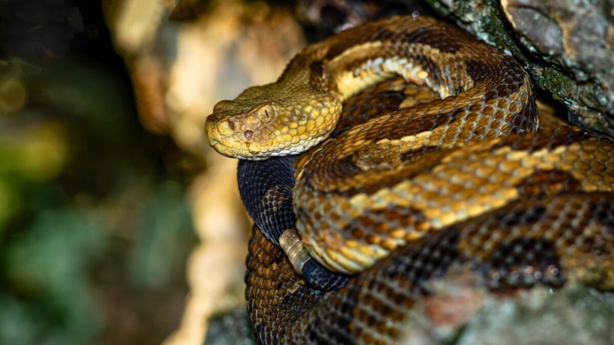 10 Rarely Discussed Facts About Timber Rattlesnakes That are Hard to Forget 6 10 Rarely Discussed Facts About Timber Rattlesnakes That are Hard to Forget - Timber Rattlesnake ss2375773377