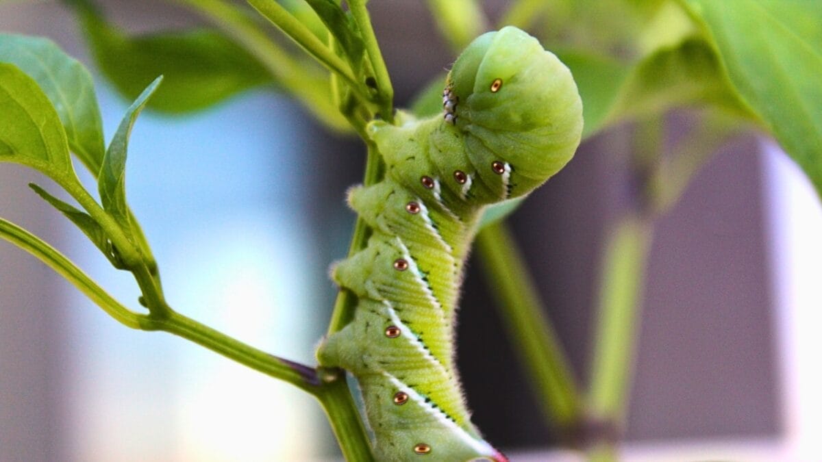 Tomato Hornworms: 10 Must-Know Facts to Save Your Harvest - Tomato Hornworms ss2408963049