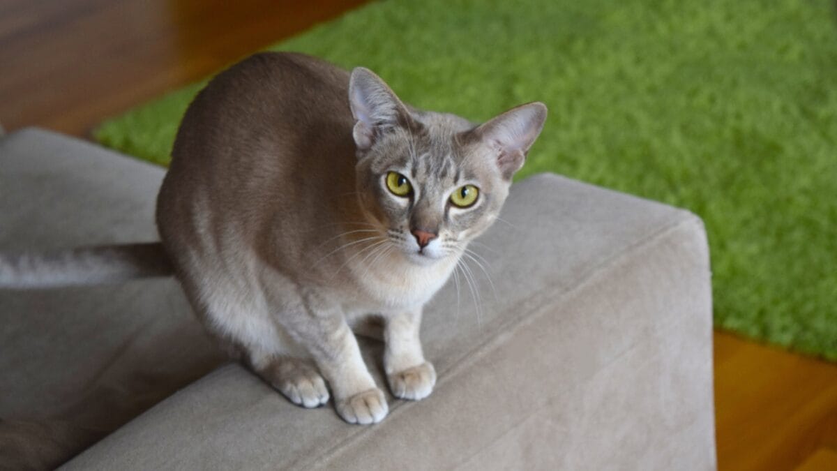 15 Beautiful Gray & White Cat Breeds You’ll Want to Cuddle 16 15 Beautiful Gray & White Cat Breeds You’ll Want to Cuddle - Tonkinese cat ss1088701655