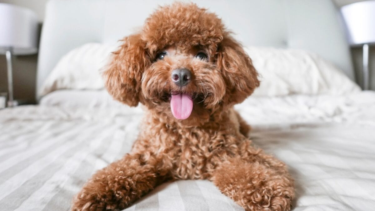 Love Yorkies? Meet 13 Breeds With Similar Charm & Smarts - Toy Poodle resting on bed ss1017362182