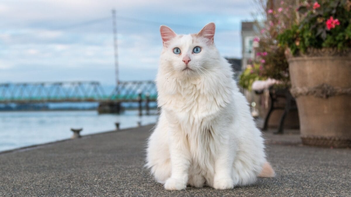 Meet the 16 Strongest Cat Breeds on the Planet - Turkish Van cat ss712718311