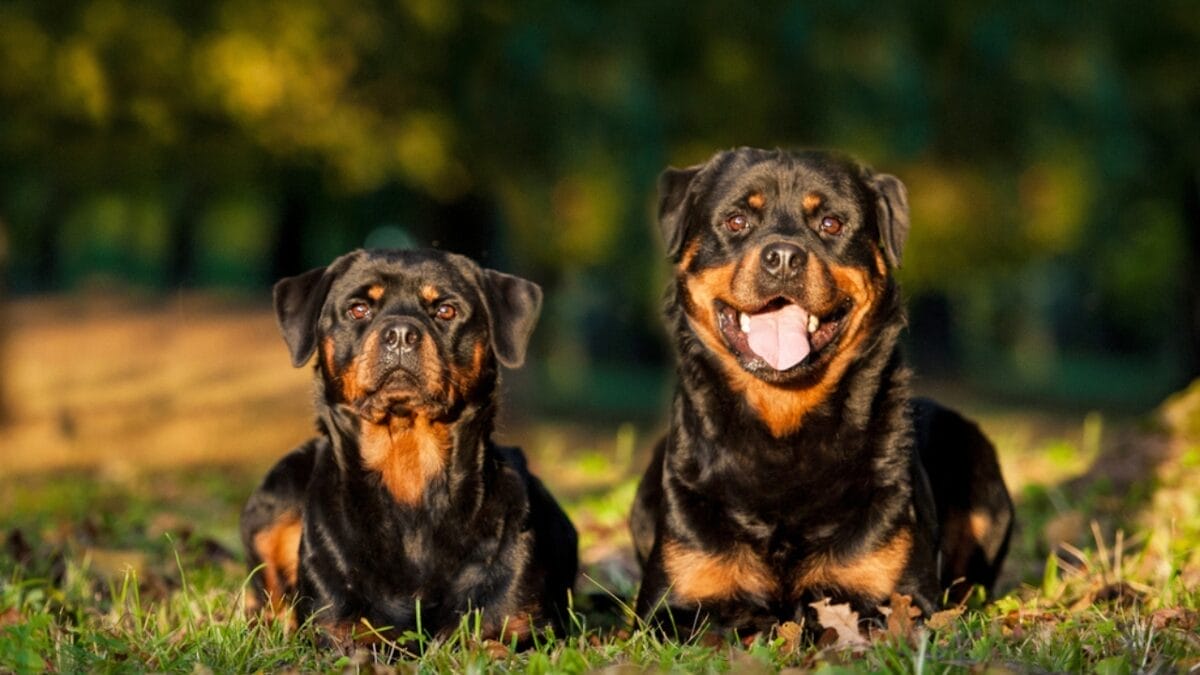 Dog Breeds: All Types from Small to Giant, Personalities & Characteristics 126 Dog Breeds: All Types from Small to Giant, Personalities & Characteristics - Two rottweilers in the park ss160172174