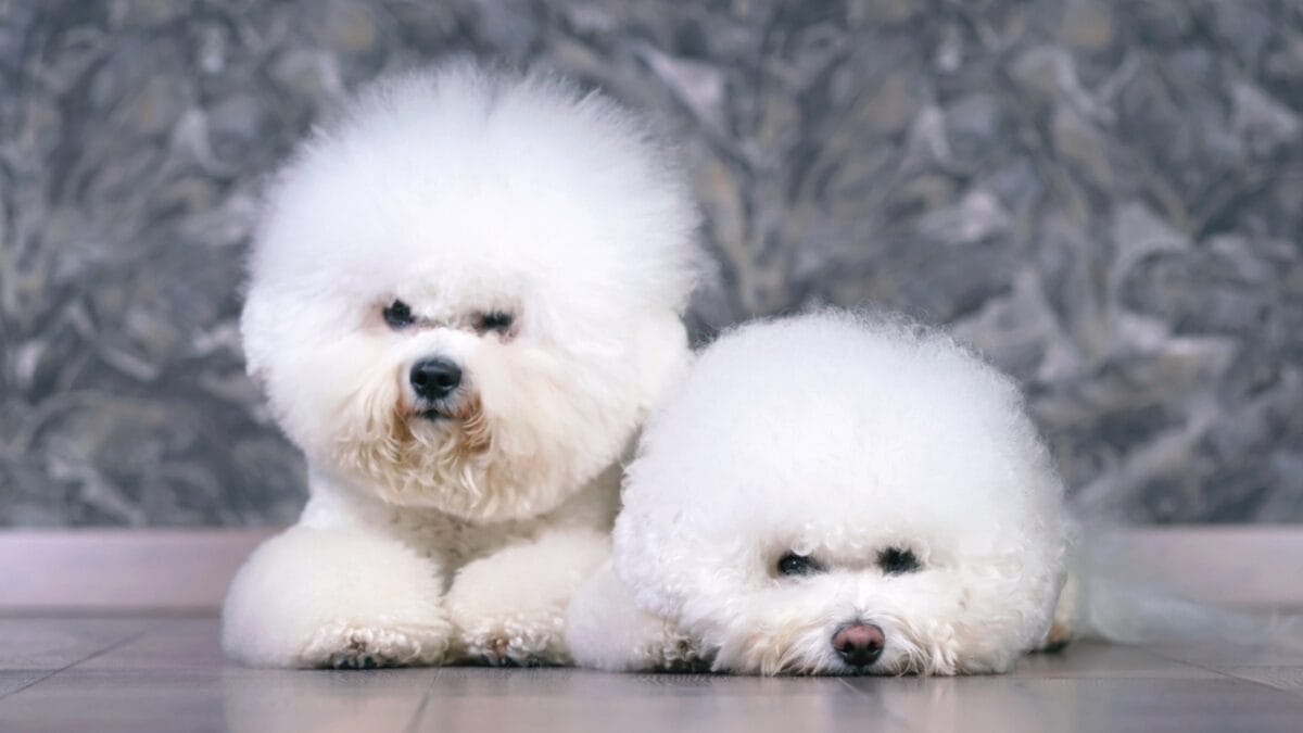 Dog Breeds: All Types from Small to Giant, Personalities & Characteristics 108 Dog Breeds: All Types from Small to Giant, Personalities & Characteristics - Two adorable Bichon Frise dogs ss1670364472