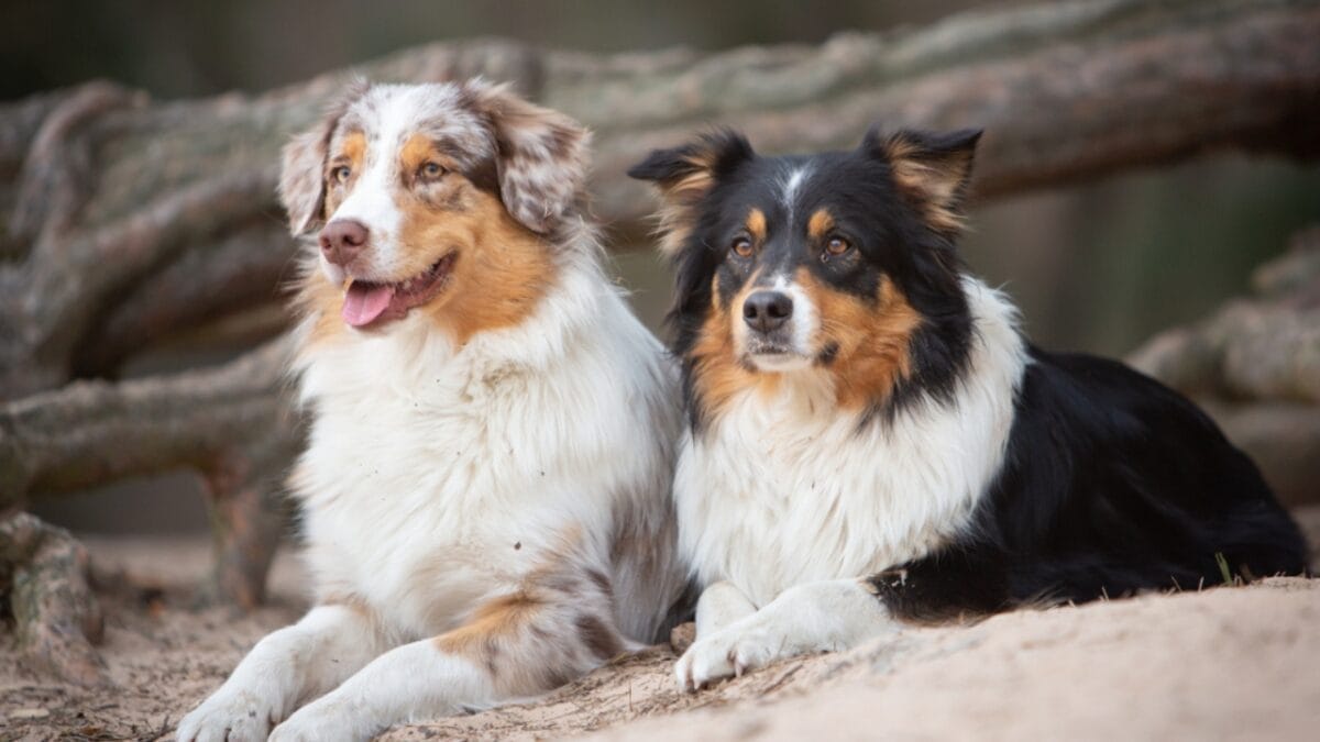 15 Dogs That Form Unbreakable Bonds with Their Humans - Two australian shepherd dog ss1188210166