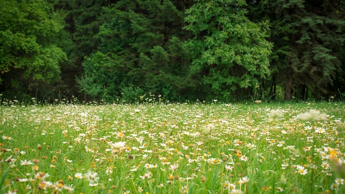 When Nature Plays by Its Own Rules, It Becomes a Mystery for Scientists 2 When Nature Plays by Its Own Rules, It Becomes a Mystery for Scientists - UNUSUAL TRENDS IN DANISH MEADOWS dp303316212
