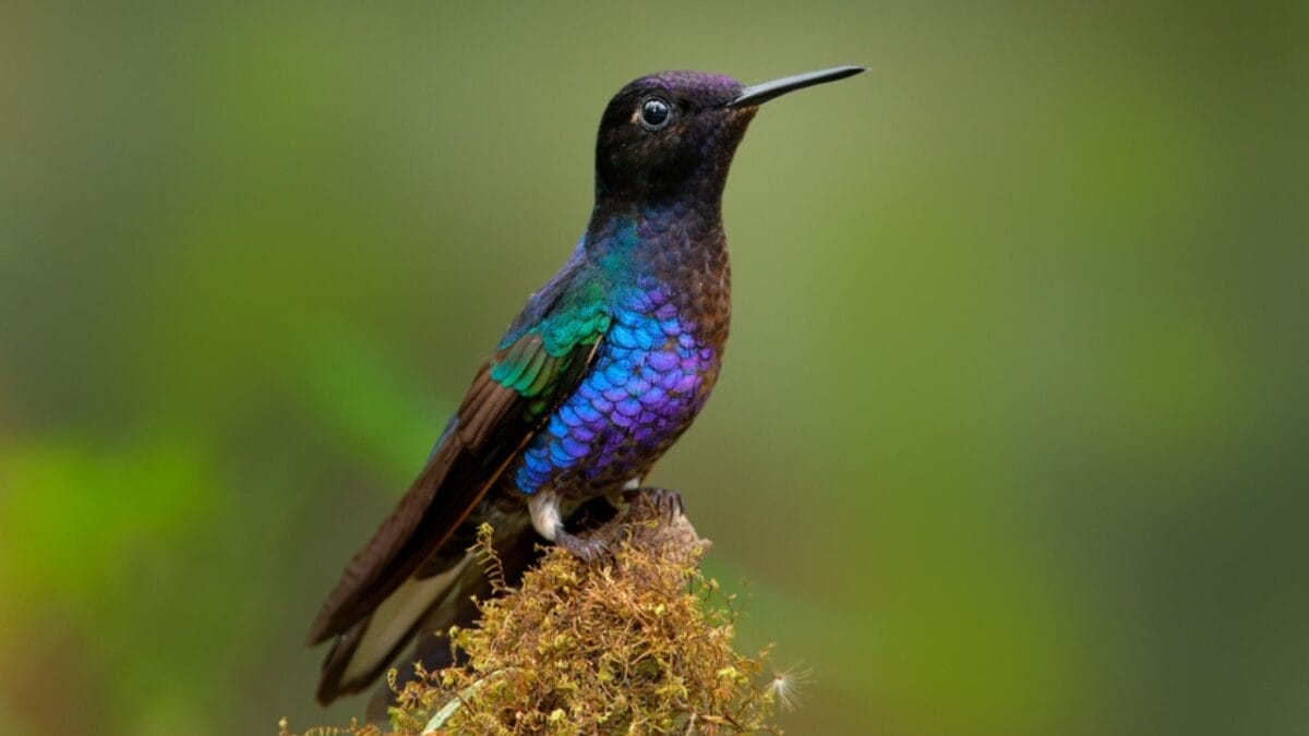 17 Strange & Beautiful Hummingbird Species 12 17 Strange & Beautiful Hummingbird Species - Velvet purple Coronet ss2016639872