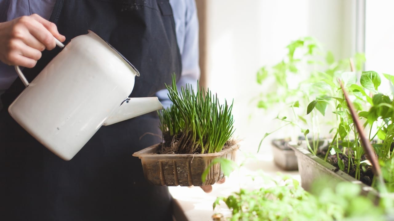 How to Cultivate Your Own Flavorful Herb Garden at Home - Watering indoor plants ss1713950800