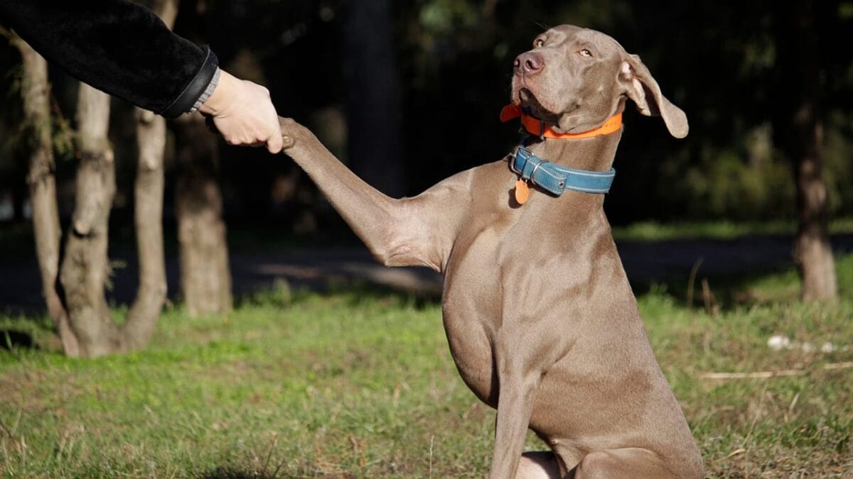 10 Adorable Working Dog Breeds and the Jobs They Excel In 6 10 Adorable Working Dog Breeds and the Jobs They Excel In - Weimaraner dog ss2114233400