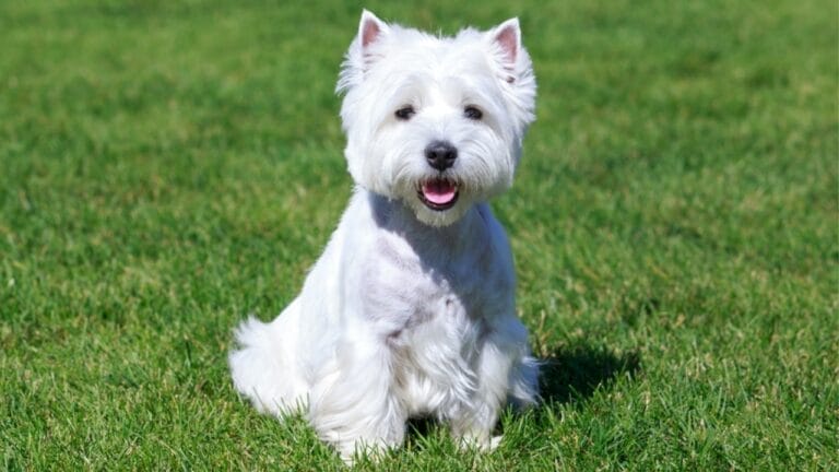 Westie White: 6 Tips for Maintaining That Signature Color 1 Westie White: 6 Tips for Maintaining That Signature Color - West Highland White Terrier ss2277603033