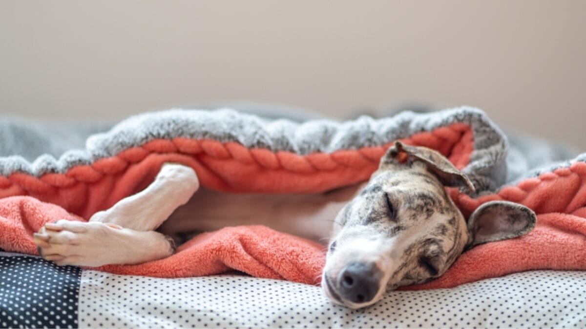 10 Calmest Dog Breeds to Share Your Home With 11 10 Calmest Dog Breeds to Share Your Home With - Whippet dog ss1571600596