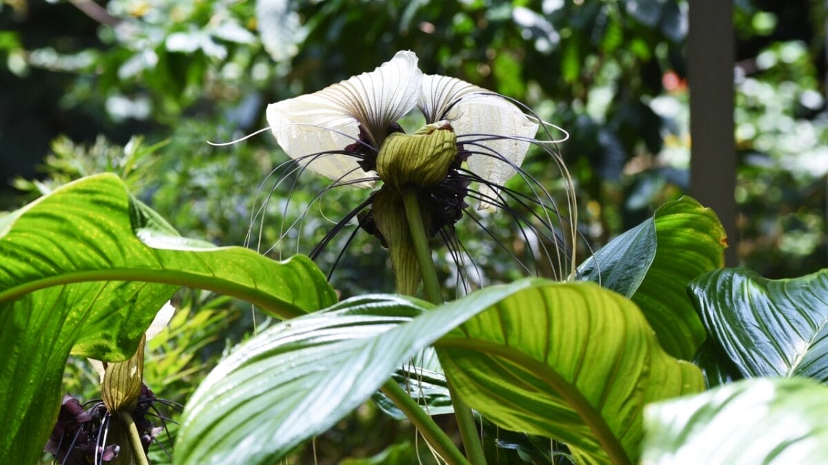 40 of the Most Gorgeous Flowers in the World 42 40 of the Most Gorgeous Flowers in the World - White Bat Flower dp479000818