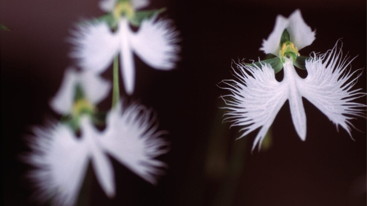40 of the Most Gorgeous Flowers in the World 41 40 of the Most Gorgeous Flowers in the World - White Egret Orchid dp680988482