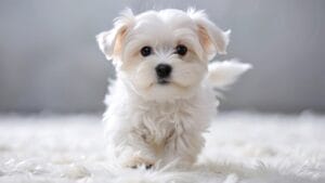 10 Winning Traits That Make Maltese Dogs Irresistible 1 10 Winning Traits That Make Maltese Dogs Irresistible - White Maltese puppy ss2481313221