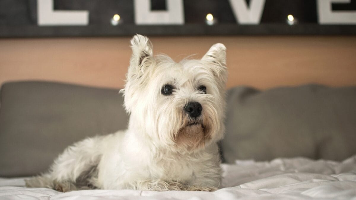 Dog Breeds: All Types from Small to Giant, Personalities & Characteristics 116 Dog Breeds: All Types from Small to Giant, Personalities & Characteristics - White scottish terrier on the bed ss1049895266