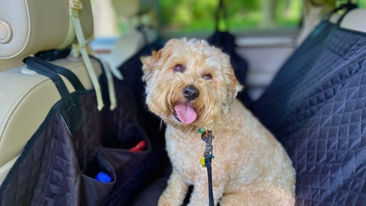 15 Doodle Dog Breeds Taking the Pet World by Storm - Whoodle ss2336780365