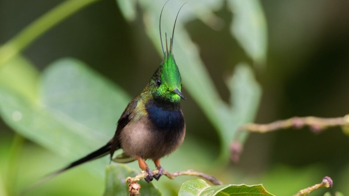 17 Strange & Beautiful Hummingbird Species 5 17 Strange & Beautiful Hummingbird Species - Wire crested Thorntail ss2257753227