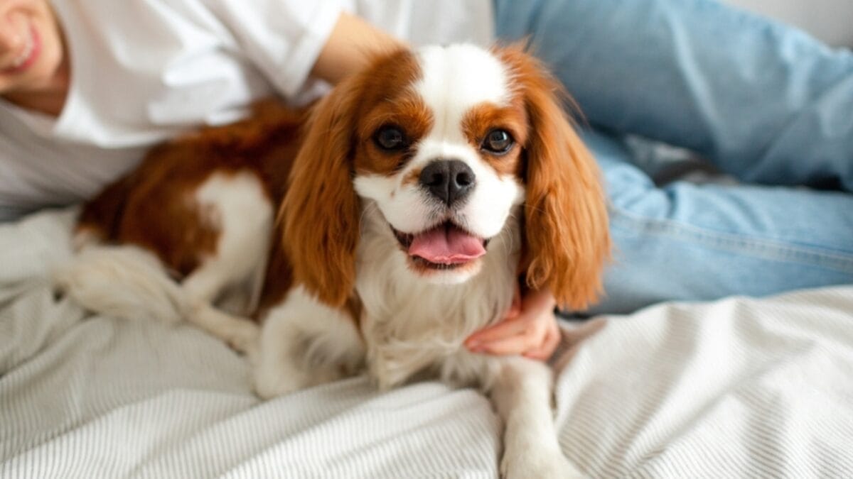 Dog Breeds: All Types from Small to Giant, Personalities & Characteristics 105 Dog Breeds: All Types from Small to Giant, Personalities & Characteristics - Woman lying on bed with King Charles Spaniel dog ss2068708043