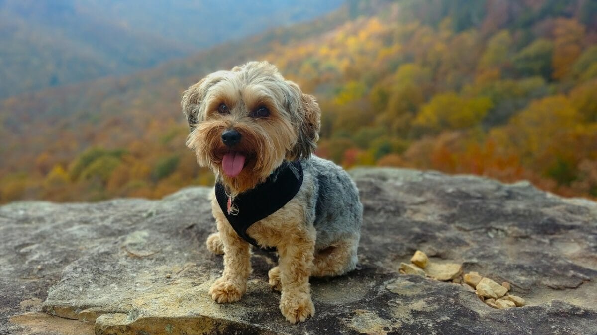 15 Doodle Dog Breeds Taking the Pet World by Storm - Yorkipoo ss1074621767