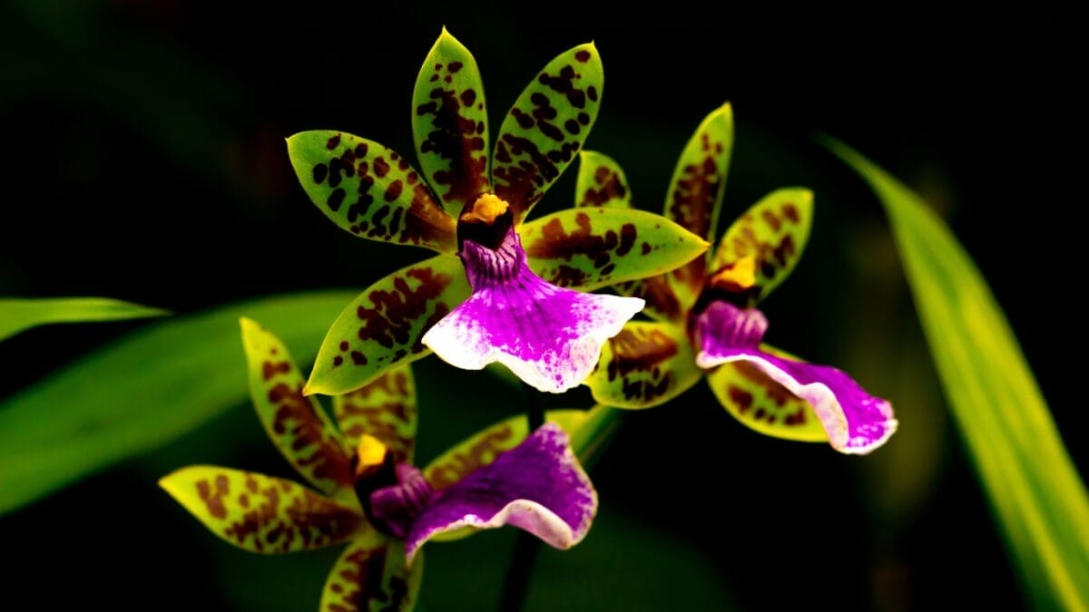 40 of the Most Gorgeous Flowers in the World 37 40 of the Most Gorgeous Flowers in the World - Zygopetalum Orchid dp706761200
