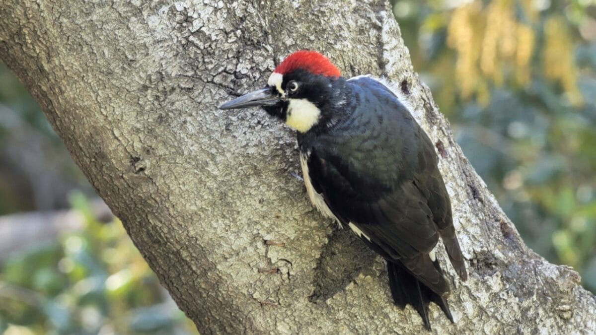 15 Must-Know Woodpeckers for Bird Watchers 6 15 Must-Know Woodpeckers for Bird Watchers - acorn woodpecker dp713686388