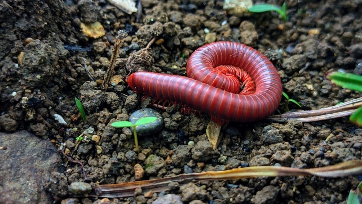 8 Little-Known Facts About the 8-Foot Millipede that Once Ruled the Carboniferous Era - adaptive ss2411442489
