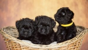 Affenpinscher 101: 11 Things New Owners Need to Know 1 Affenpinscher 101: 11 Things New Owners Need to Know - affenpinscher puppies in basket dp494377852
