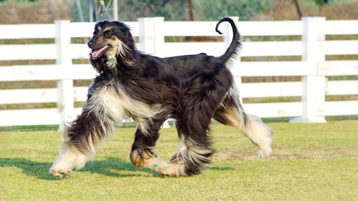 10 Things About Afghan Hounds You Probably Didn't Know 4 10 Things About Afghan Hounds You Probably Didn't Know - afgan hound dog dp54530355