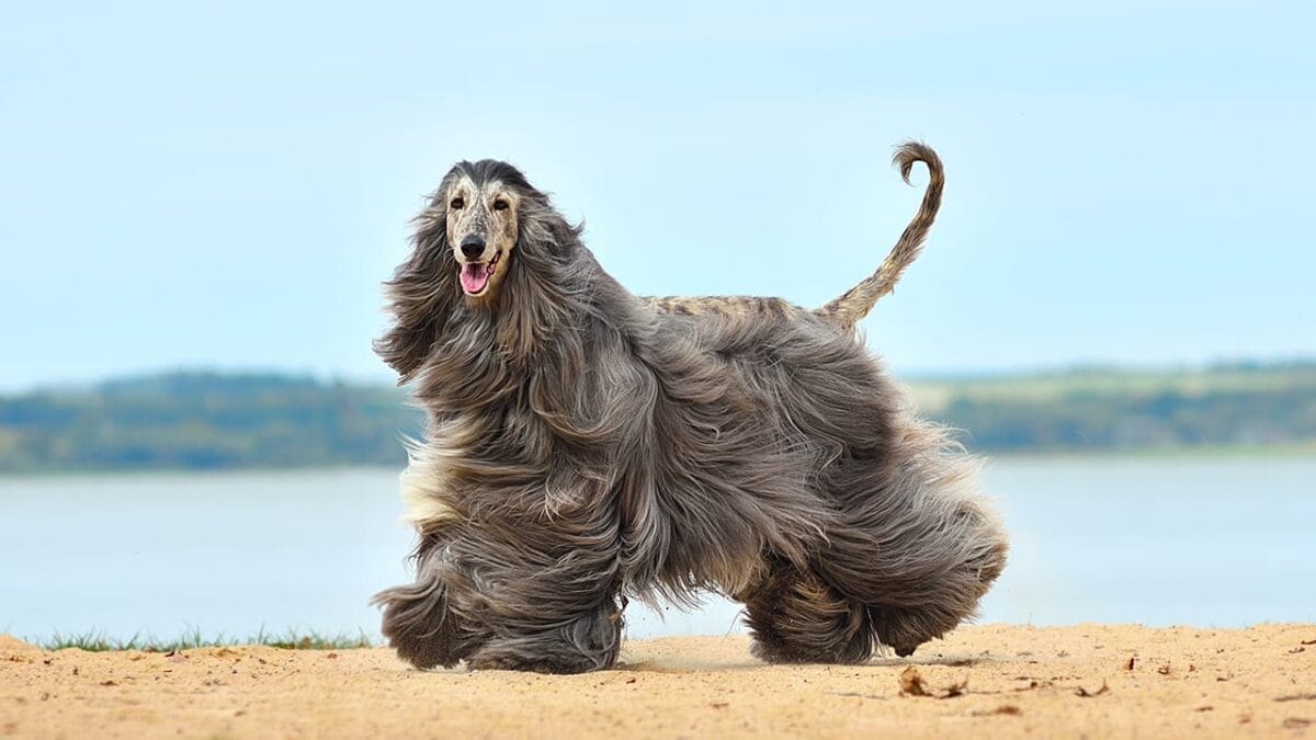 Dog Breeds: All Types from Small to Giant, Personalities & Characteristics 47 Dog Breeds: All Types from Small to Giant, Personalities & Characteristics - afghan hound dog ss2147969191