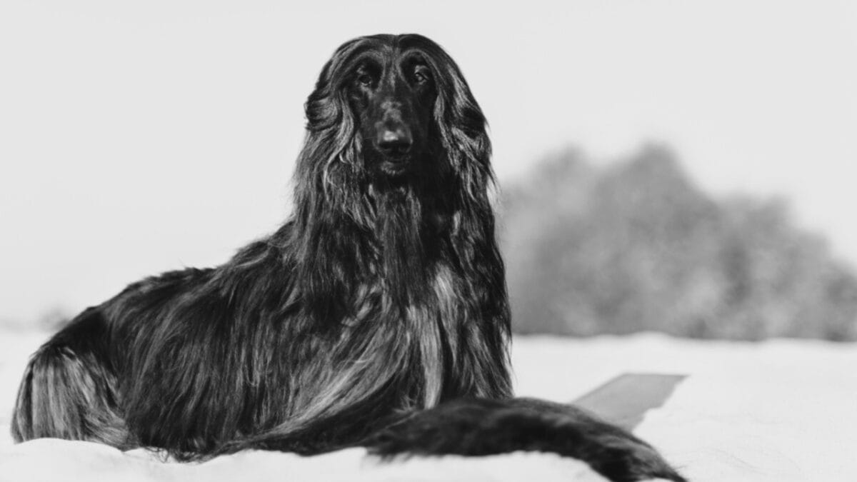 10 Things About Afghan Hounds You Probably Didn't Know 11 10 Things About Afghan Hounds You Probably Didn't Know - afghan hound black dog dp253153136