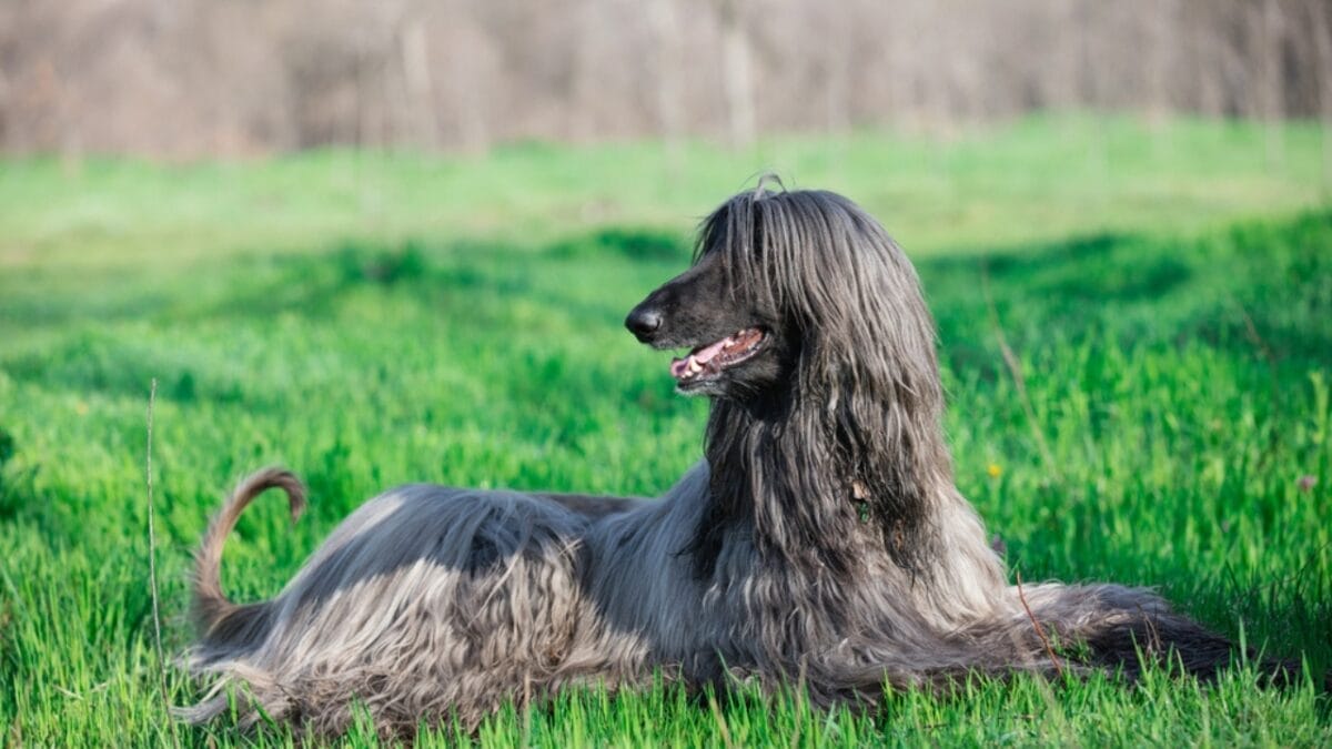 10 Things About Afghan Hounds You Probably Didn't Know 10 10 Things About Afghan Hounds You Probably Didn't Know - afghan hound black sitting dog dp107568564