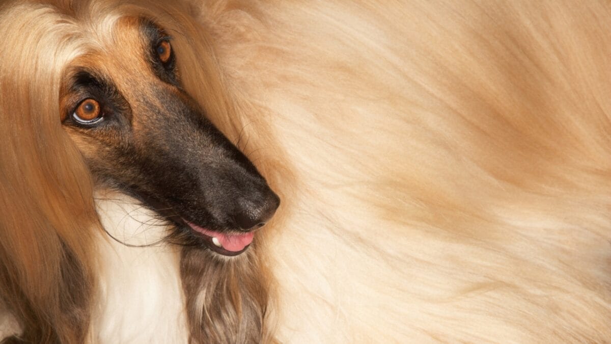 10 Things About Afghan Hounds You Probably Didn't Know 3 10 Things About Afghan Hounds You Probably Didn't Know - afghan hound blond dog dp33847681