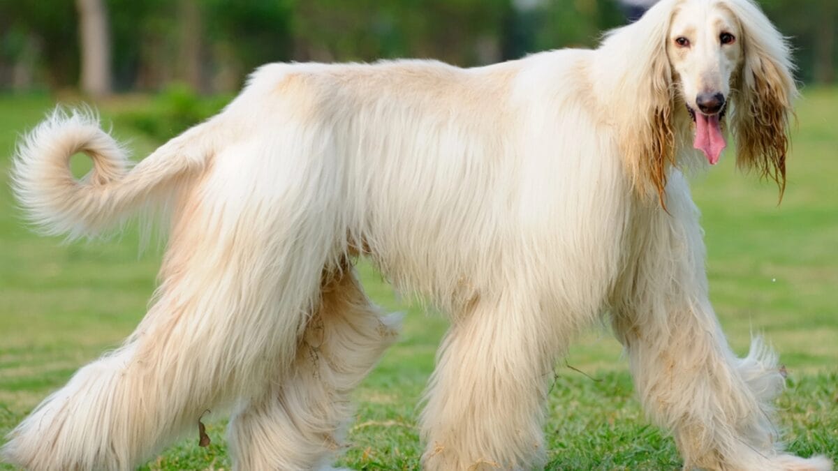 10 Things About Afghan Hounds You Probably Didn't Know 8 10 Things About Afghan Hounds You Probably Didn't Know - afghan hound dog big dp6016937