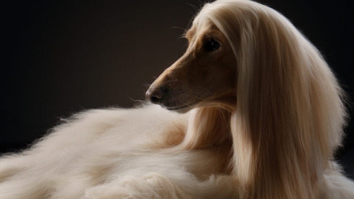15 Dog Breeds With Coats That Are Living Works of Art 13 15 Dog Breeds With Coats That Are Living Works of Art - afghan hound dog side dp478314934
