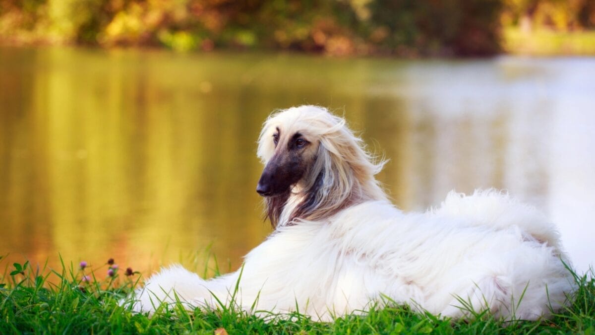 10 Things About Afghan Hounds You Probably Didn't Know 5 10 Things About Afghan Hounds You Probably Didn't Know - afghan hound dog sitting by river dp55341571